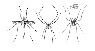 Top suggestions for daddy long legs cartoon. Myth A Daddy Longlegs Is A Kind Of Spider Burke Museum