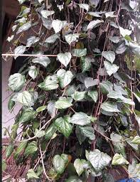 Dalam seikat daun sirih mana boleh tak boleh jumpa sehelai sirih bertemu urat. Manfaat Ajaib Daun Sirih Merah Bagi Kesehatan Oleh Krisna Hayuning Fadlilah Tunjukkan Dirimu Ada Dan Berharga