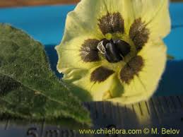 Image result for Physalis viscosa