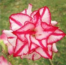 Pin On Flowers