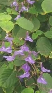 Image result for Streptocarpus glandulosissimus
