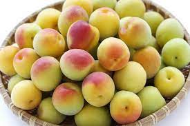 自宅の梅に実がいっぱい 梅の収穫時期はいつ コラム オリーブオイルをひとまわし 収穫 梅 梅の実