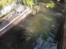 Manfaatkan Limbah Kayu Buat Jadikan Basking Area Kolam Kura Kura Youtube