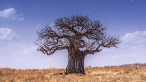 Image result for Tessmannia