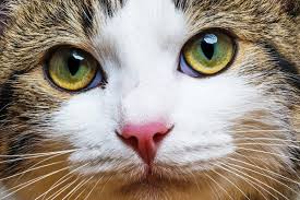An ulcer can develop from an injury, because of a genetic abnormality, or even from an infection that isn't treated promptly.3 the most common symptom of a a corneal ulcer, which often appears as a cloudy eye in a cat, is commonly the result of an injury. Feline Herpes Virus Eosinophilic Keratitis Medvet