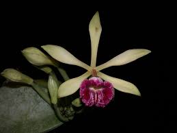 Image result for Vanilla imperialis