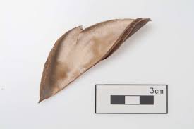 Image result for Canavalia africana