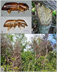 Image result for Blotiella currorii