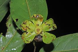 Image result for Huberantha