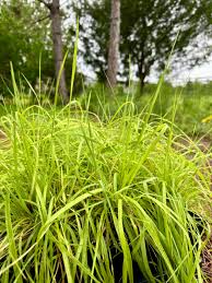 Image result for Ctenium