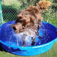 I started working in general practice in 2009 and in 2014 i decided to purchase my very first practice, mesa northeast animal hospital, i then went on to purchase noe's ark animal hospital in 2016, and then purchased bark avenue animal hospital, bark avenue pet resort, and bark avenue pet supply in 2018. Bark Avenue Pet Resort Camp Oceanside Pet Resort Pets Resort