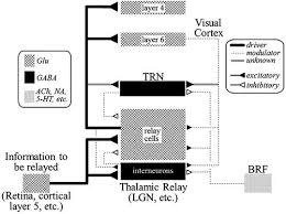 Find more ways to say relay, along with related words, antonyms and example phrases at thesaurus.com, the world's most trusted free thesaurus. Information Processing In Thalamocortical Circuits Springerlink