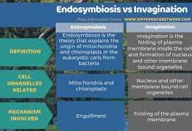 In photosynthesis, carbon dioxide, water, and light energy are used to make glucose and oxygen. Difference Between Endosymbiosis And Invagination Compare The Difference Between Similar Terms