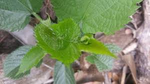 Image result for Tragia brevipes-benthamii-okanyu