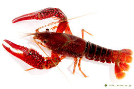 Maybe you would like to learn more about one of these? ã¢ã¡ãªã«ã¶ãªã¬ã