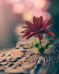 We did not find results for: What S Meant To Be Will Always Finds Its Way Today S Featured Photograph Beautiful Flowers Wallpapers Beautiful Nature Wallpaper Flowers Photography