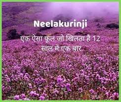 Hindi, kamal ka phool, कमल के फूल विवरण, कमल के फूल के रंग. What Is Neelakurinji Flower In Hindi The Flower That Blossoms Once In 12 Years In Kerala à¤• à¤¨à¤¸ à¤« à¤² 12 à¤¸ à¤² à¤® à¤à¤• à¤¬ à¤° à¤– à¤²à¤¤ à¤¹ Blossom Flower Flowers Blossom