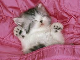 Cute Cat Wallpapers As Dp Wallpaper Cave 3 just click on the icons, download the file(s) and print them on your 3d printer cute cat wallpapers as dp wallpaper cave