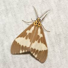 Black And White Spotted Moth Ohio Arctiine Moth Nyctemera Arctata Arctiinae Erebidae Moth Butterfly Insects