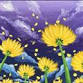 Dandelion Skies