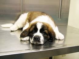 Beethoven Puppy Google Search Dog Art Animals My Animal