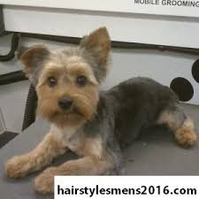 Short Yorkie Haircuts Yorkshire Terrier Yorkie Puppy Yorkie Haircuts