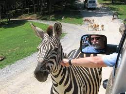 Natural Bridge Zebra Zoo Animals Safari Park Zebra