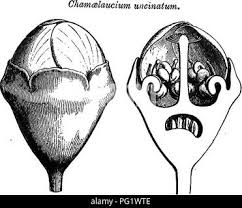 Image result for Belonophora