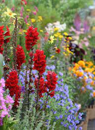 Antirrhinum Majus Scarlet Beautiful Flowers Wallpapers Beautiful Flowers Planting Flowers