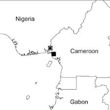 Image result for Tessmannia anomala