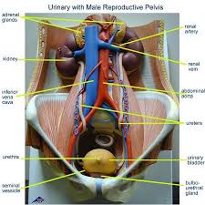 Find here anatomical models, anatomy models manufacturers, suppliers & exporters in india. Print Activity 5 Examining The Human Torso Model Flashcards Easy Notecards