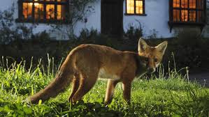 So Vertreiben Sie Einen Fuchs Aus Ihrem Garten In 2020 Wilde Tiere Fuchs Tiere