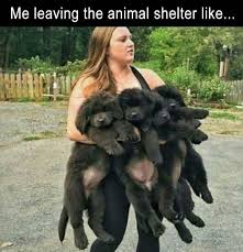 Me Leaving The Animal Shelter Funny Animal Memes Cute Funny Animals Animal Jokes