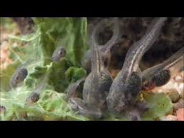 day 5 to 15 green tree frog tadpoles part 3 in super macro