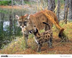 Muhtemelen Neslinin Tukenisine Sahit Olacagimiz 25 Hayvan Vahsi Hayvanlar Pumas Ve Hayvan