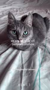 AMO A LOS GATOS!! Y QUE?! PARAGUAY