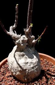 Image result for Gyrocarpus