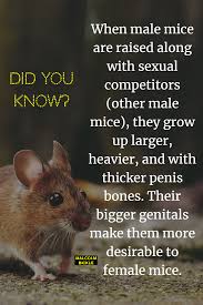 Happy pills they exist, they are illegal, they don't work forever (at least not like when you first took em) to answer your question — yes there are definately happy pills but its not necessarily in a pill but if you wanna take a few x tabs, sure, you'll be happy for a bit. Mice Don T Need Those Male Enhancement Pills Rodents Mice Mouse Anatomy Science Trivia Male Enhancement Enhancement Pills Male