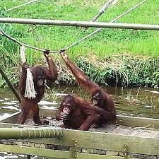 This is a rehabilitation center of 35 acres just for orangutans! Bukit Merah Orang Utan Island Foundation Semanggol Aktuelle 2021 Lohnt Es Sich Mit Fotos Tripadvisor