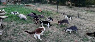 Les loulous espérent trouver leur nouvelle famille ???? 400 Chats A Sauver Actuanimaux