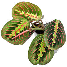 Image result for maranta