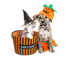 A molly (or queen) is a female cat. Cute Halloween Kitten And Puppy Stock Image Image Of Domestic Celebration 101309821