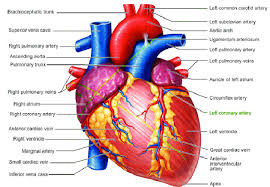 Maybe you would like to learn more about one of these? Diagram Of A Human Heart Download Scientific Diagram