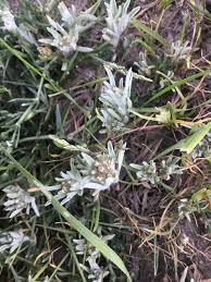 Image result for Gnaphalium