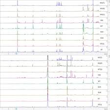 Image result for Vepris sansibarensis