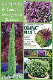 Small Evergreen Shrubs For Year Round Interest In Yards And Gardens Small Evergreen Shrubs Evergreen Shrubs Shrubs