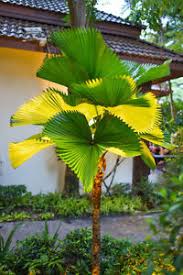 Winterharte palmen und exotische pflanzen sind unser spezialgebiet. Saatgut Exotische Pflanzen Samen Garten Samereien Balkon Terrasse Vanuata Palme Ebay