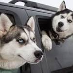  Dog flu is real but there's no reason to panic