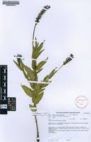 Image result for Pentanisia