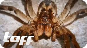 Sie fürchtet sich nicht vor menschen, gilt als äußerst aggressiv und ist eine der giftigsten spinnen der welt: Giftige Spinnen Aus Dem Supermarkt Taff Youtube